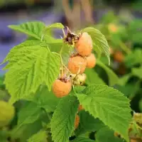 Framboisier remontant 'Fall Gold' - rubus idaeus - Photo 1