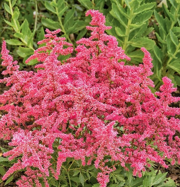 ASTILBE (A) 'ASTARY RED' / Fausse Spirée - Photo 1