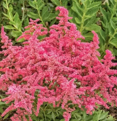 ASTILBE (A) 'ASTARY RED' / Fausse Spirée