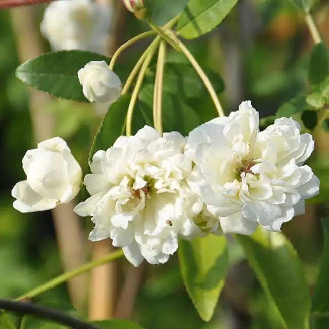 Rosier de Banks 'Alba Plena' - rosa banksiae - Photo 2