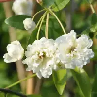 Rosier de Banks 'Alba Plena' - rosa banksiae - Photo 2