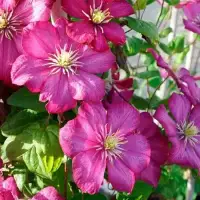 Clématite 'Ville de Lyon' - clematis - Photo 5