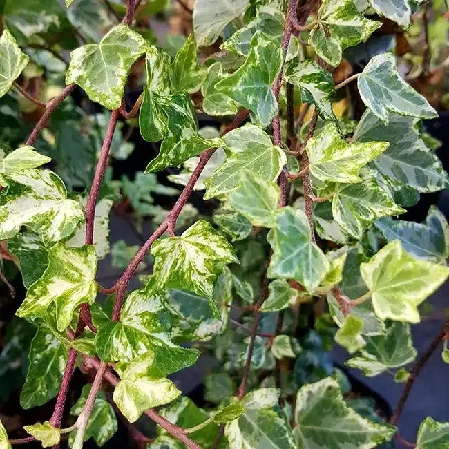 Lierre panaché 'Tricolor' - hedera helix
