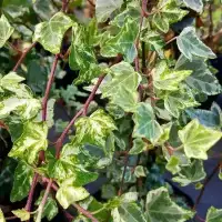 Lierre panaché 'Tricolor' - hedera helix - Photo 1