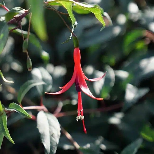 Fuchsia Royal comestible 'Reitzii' - fuchsia regia - Photo 1