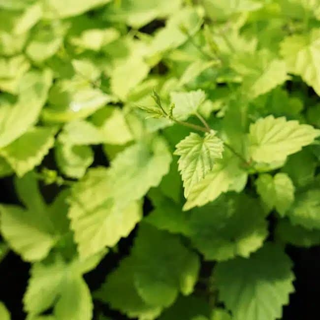 Houblon doré 'Aureus' - humulus - Photo 2