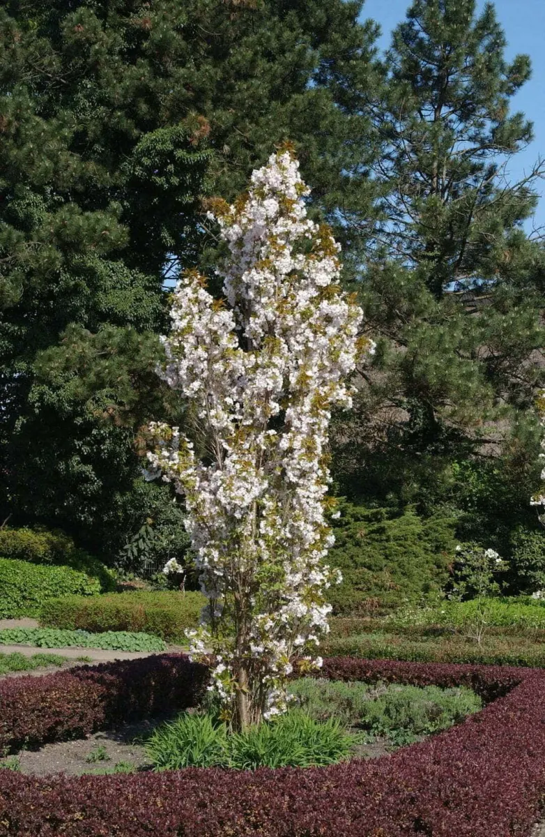 PRUNUS serrulata Amanogawa’ / Cerisier du Japon colonnaire - Photo 1