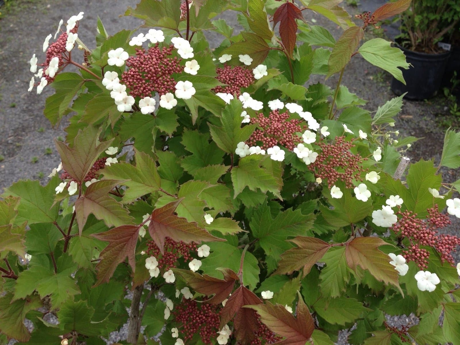 VIBURNUM sargentii ‘Onondaga’ / Viorne 'Onondaga' - Photo 1