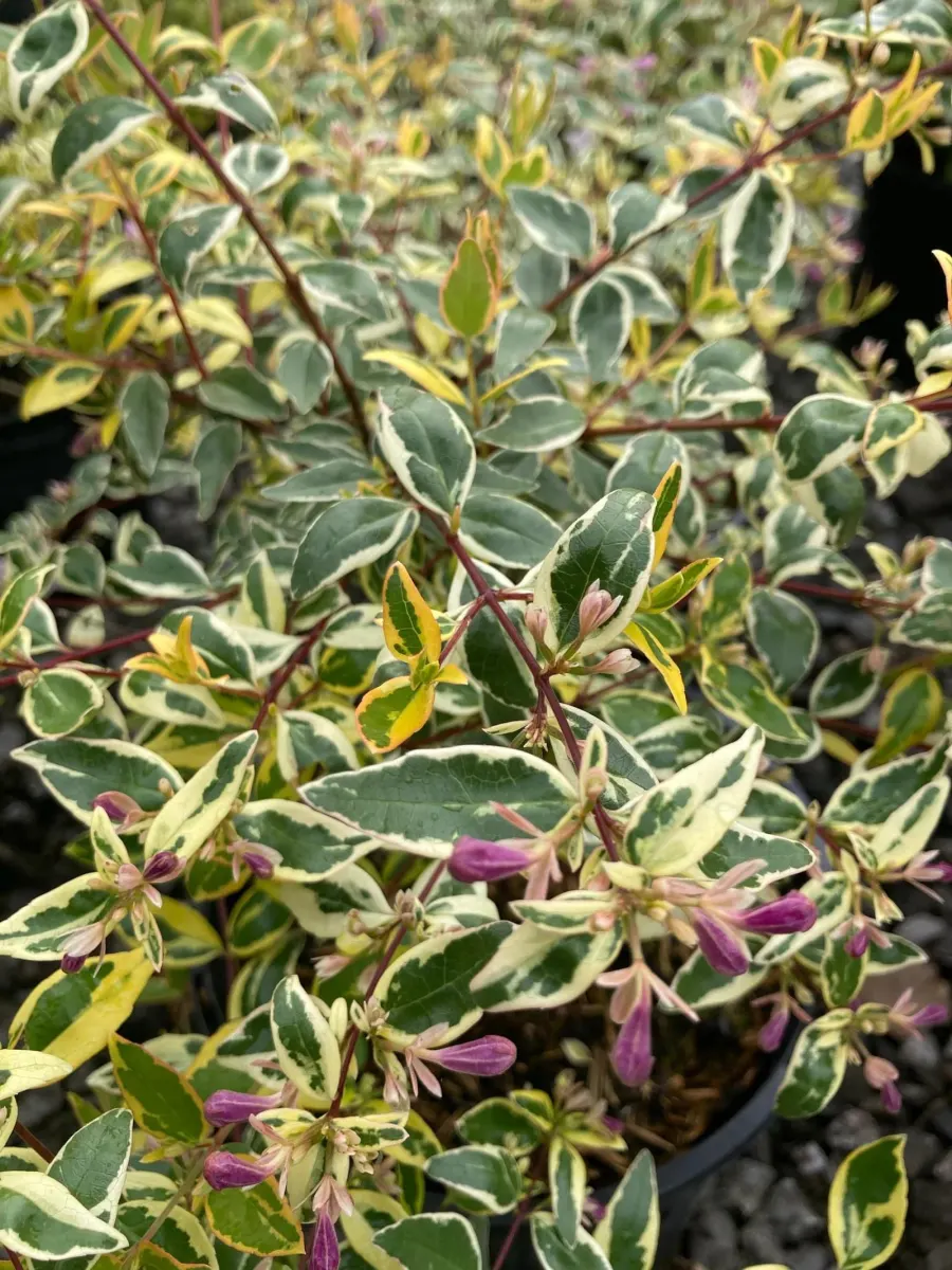 ABELIA grandiflora Hopley's / Abélia à grandes fleurs - Photo 1