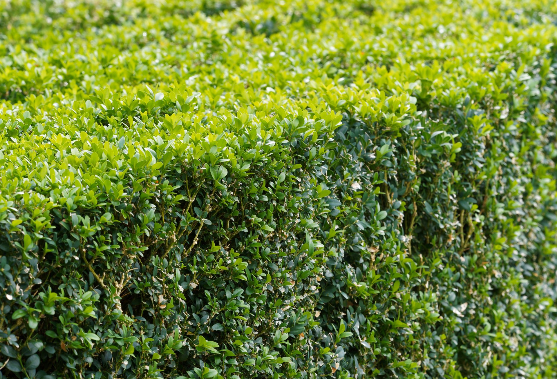 BUXUS SEM. 'SUFFRUTICOSA' / Buis commun - Photo 1