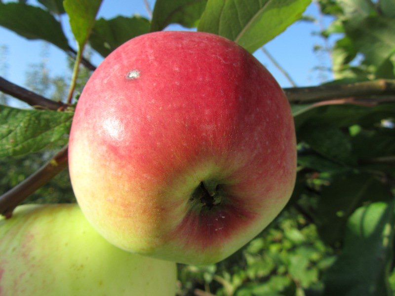 Malus domestica 'Grand Alexandre' / Pommier Grand Alexandre - Photo 1