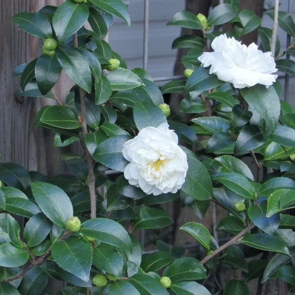 CAMELLIA JAPONICA 'WHITE' / Camélia blanc - Photo 1
