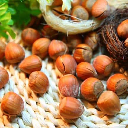 Corylus avellana 'Hallesche Riesen' / Noisetier Géant de Halle - Photo 2