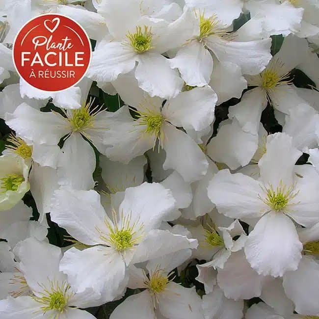 Clématite 'Spooneri' - clematis montana - Photo 1