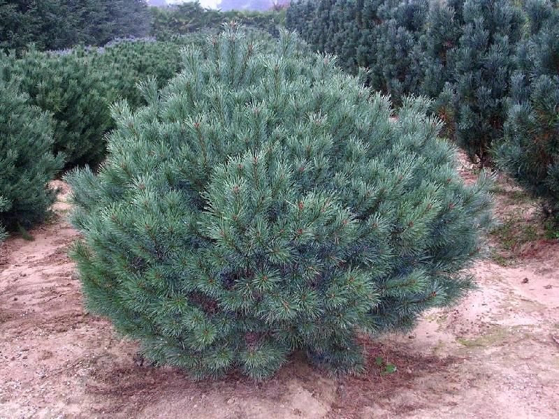 PINUS sylvestris ‘Nana’ / Pin sylvestre 'Nana' - Photo 2