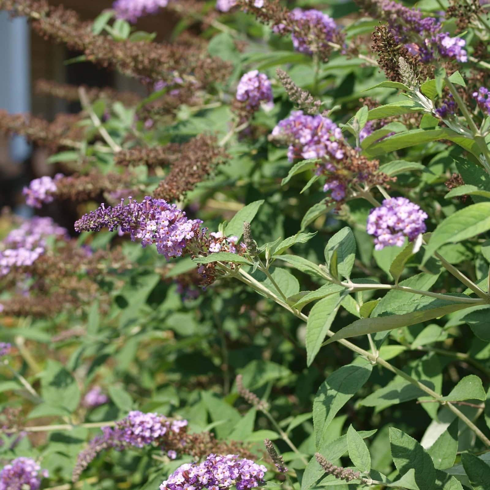 BUDDLEJA davidii ‘Nanho Purple’ / Arbre aux papillons nain 'violet' - Photo 2