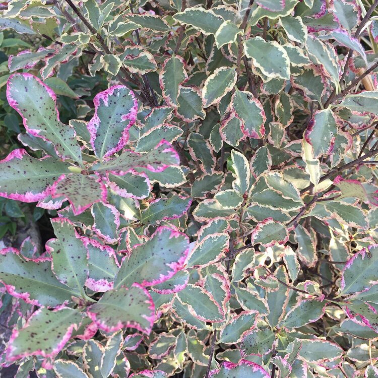 PITTOSPORUM tenuifolium 'ELIZABETH' / Pittospore à petites feuilles - Photo 2