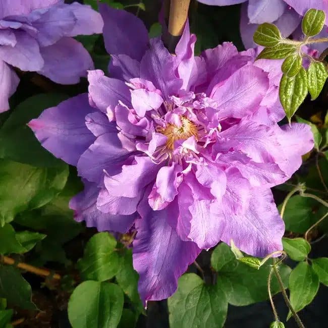 Clématite 'Vyvyan Pennell' - clematis - Photo 1