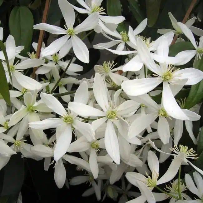 Clématite d'Armand - clematis armandii - Photo 3