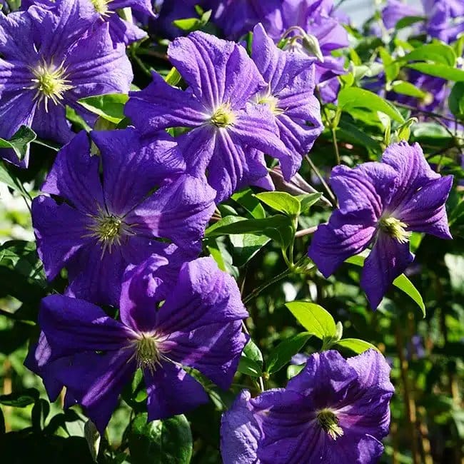 Clématite 'Perle d'Azur' - clematis viticella - Photo 2
