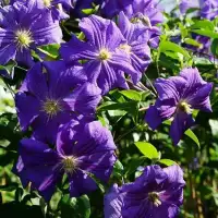 Clématite 'Perle d'Azur' - clematis viticella - Photo 2