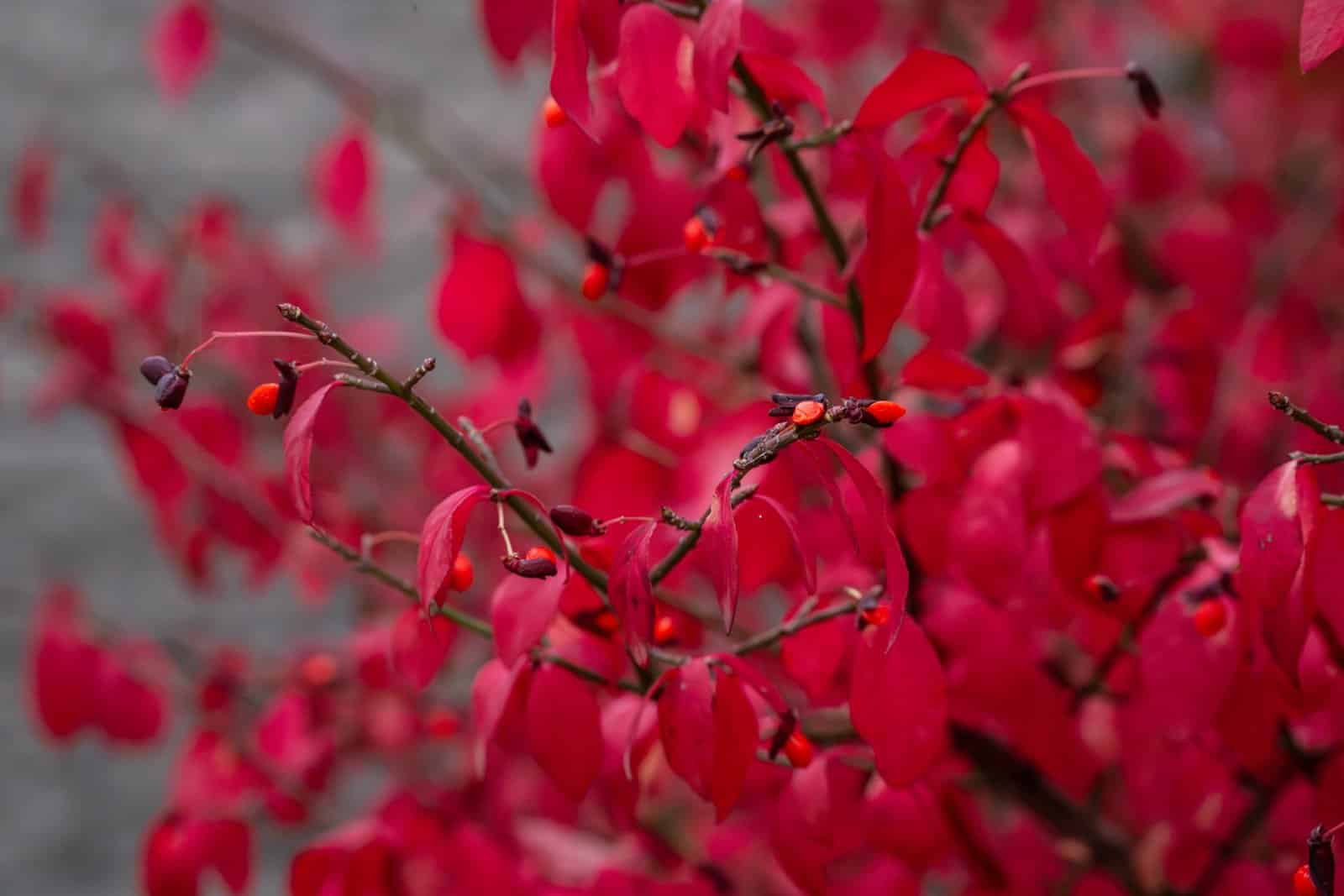 EUONYMUS alatus ‘Compactus’ / Fusain ailé 'Compactus' - Photo 2