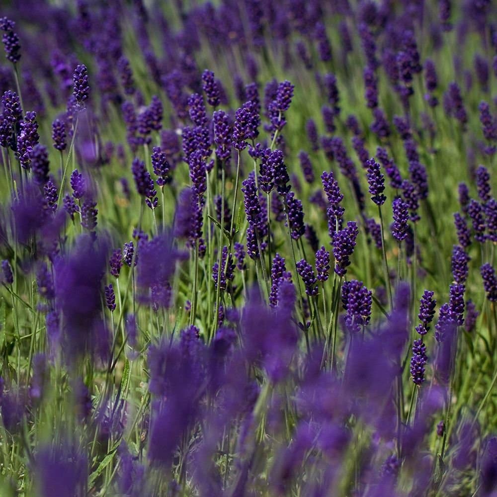 LAVANDULA angustifolia ‘Hidcote’ / Lavande - Photo 3