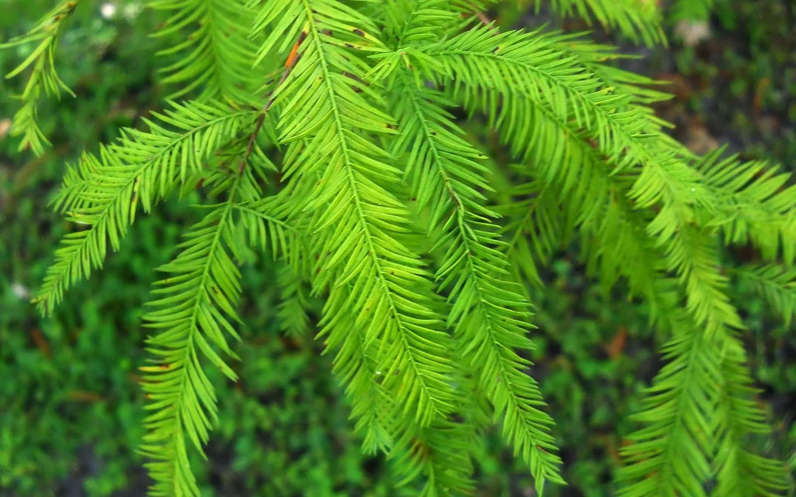 TAXODIUM distichum / Cyprès chauve