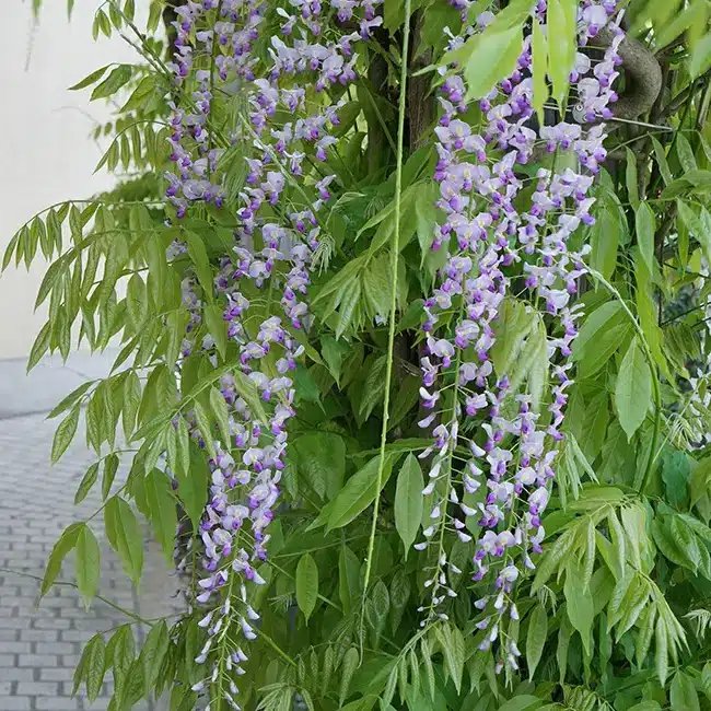 Glycine du Japon 'Macrobotrys' - wisteria floribunda - Photo 4