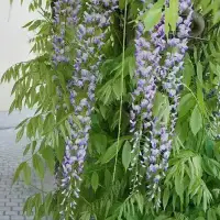 Glycine du Japon 'Macrobotrys' - wisteria floribunda - Photo 4