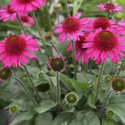 ECHINACEA 'DELICIOUS CANDY' / Échinacée pourpre rose - Photo 2