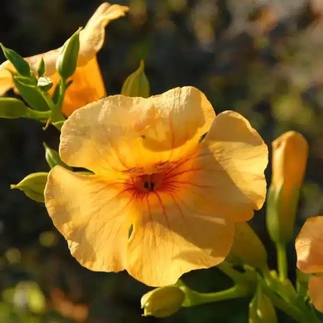 BIGNONE Summer Jazz® Gold - campsis tagliabuana - Photo 3