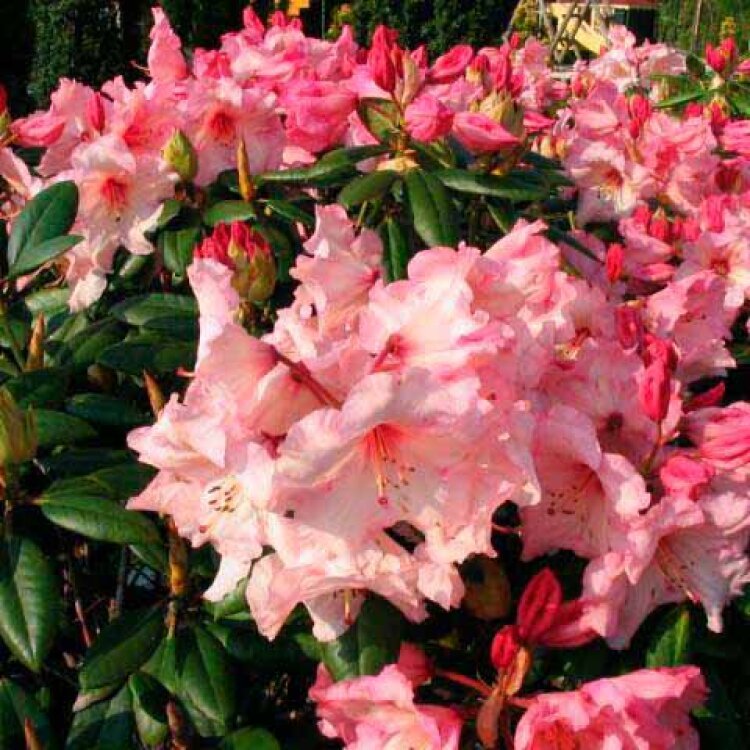 RHODODENDRON 'VIRGINIA RICHARDS' / Rhododendron 'Virginia Richards' - Photo 1