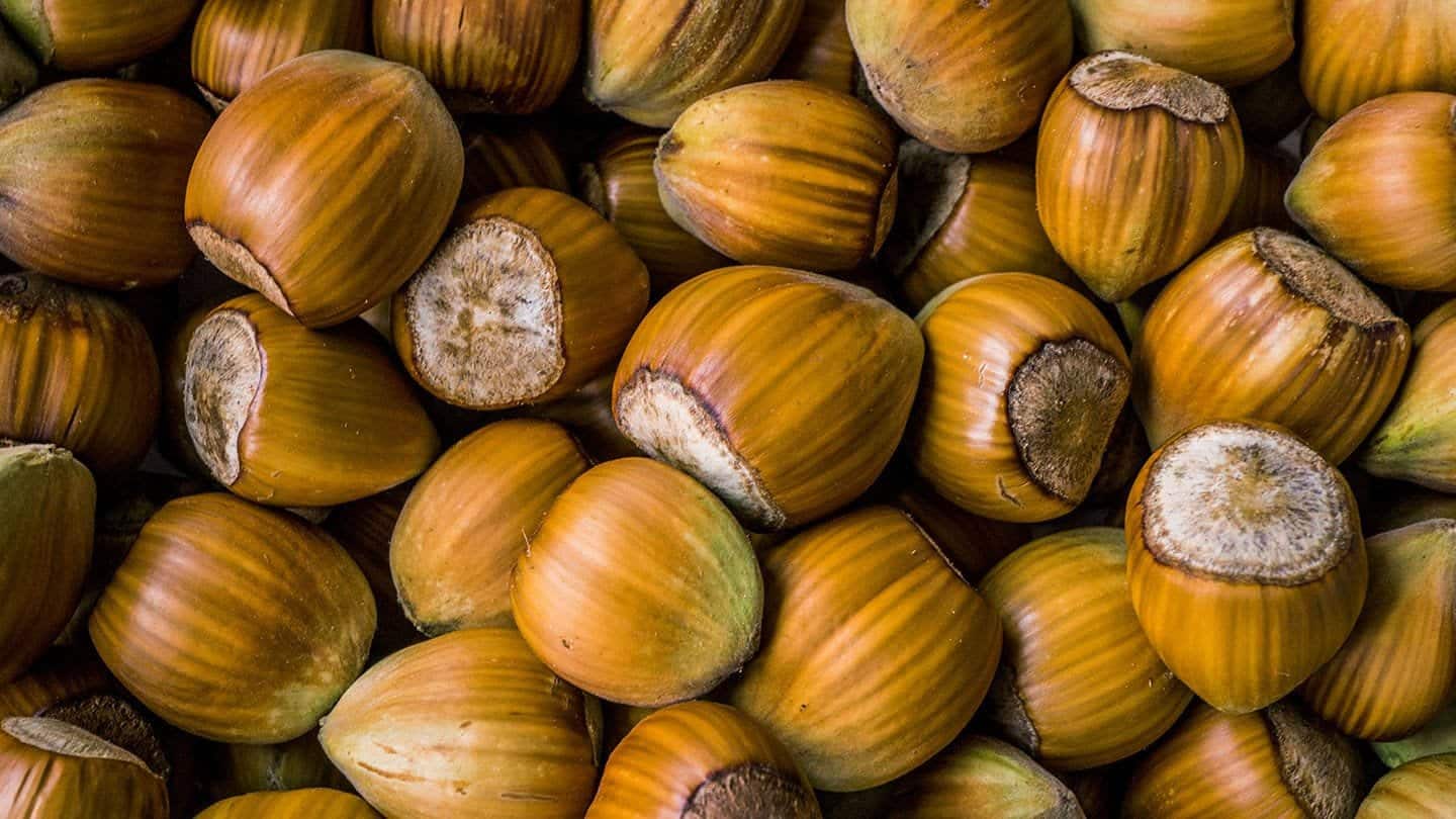 CORYLUS avellana 'Prize cob' / Noisetier 'Webb's Prize Cobb' - Photo 2