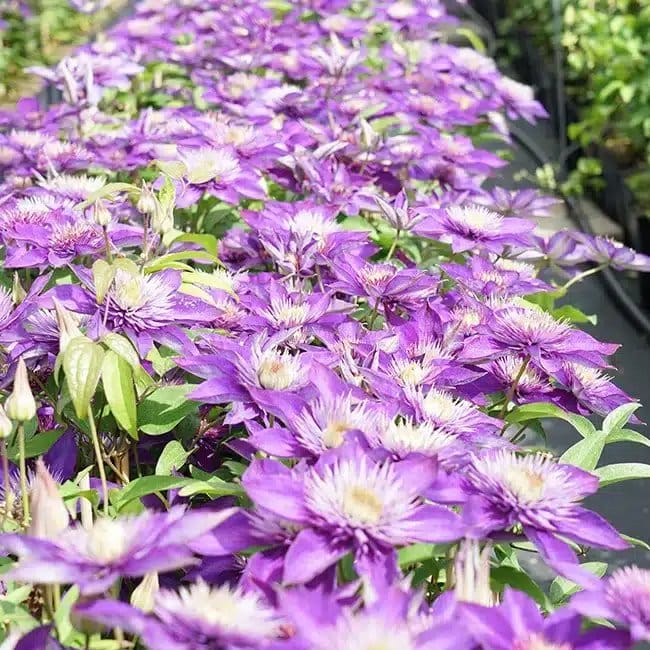 Clématite 'Multi Blue' - clematis - Photo 2