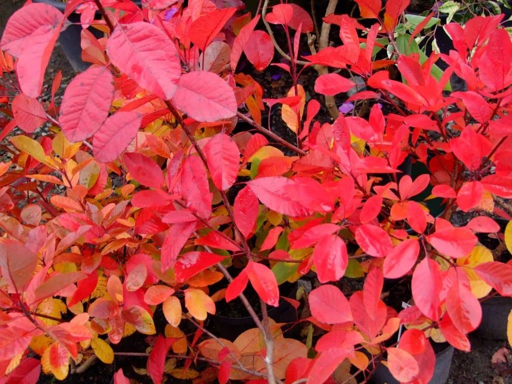 COTINUS 'Flame' / Arbre à perruque 'Flame' - Photo 3