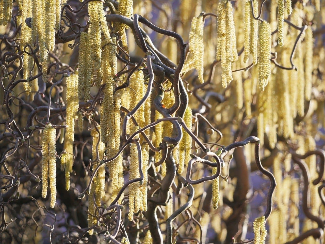 Corylus avellana 'Contorta' / Noisetier Tortueux - Photo 3