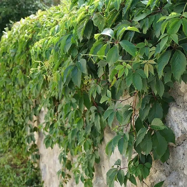 Vigne vierge de Henry - parthenocissus henryana - Photo 4