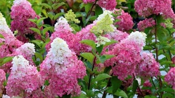 HYDRANGEA paniculate ‘Fraise Melba’ / Hortensia paniculate ‘Fraise Melba’® - Photo 2