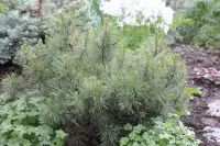 PINUS mugo 'Mops' / Pin de montagne 'Mops' - Photo 3