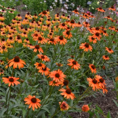 ECHINACEA PURP. 'TIKI TORCH' / Échinacée pourpre orange