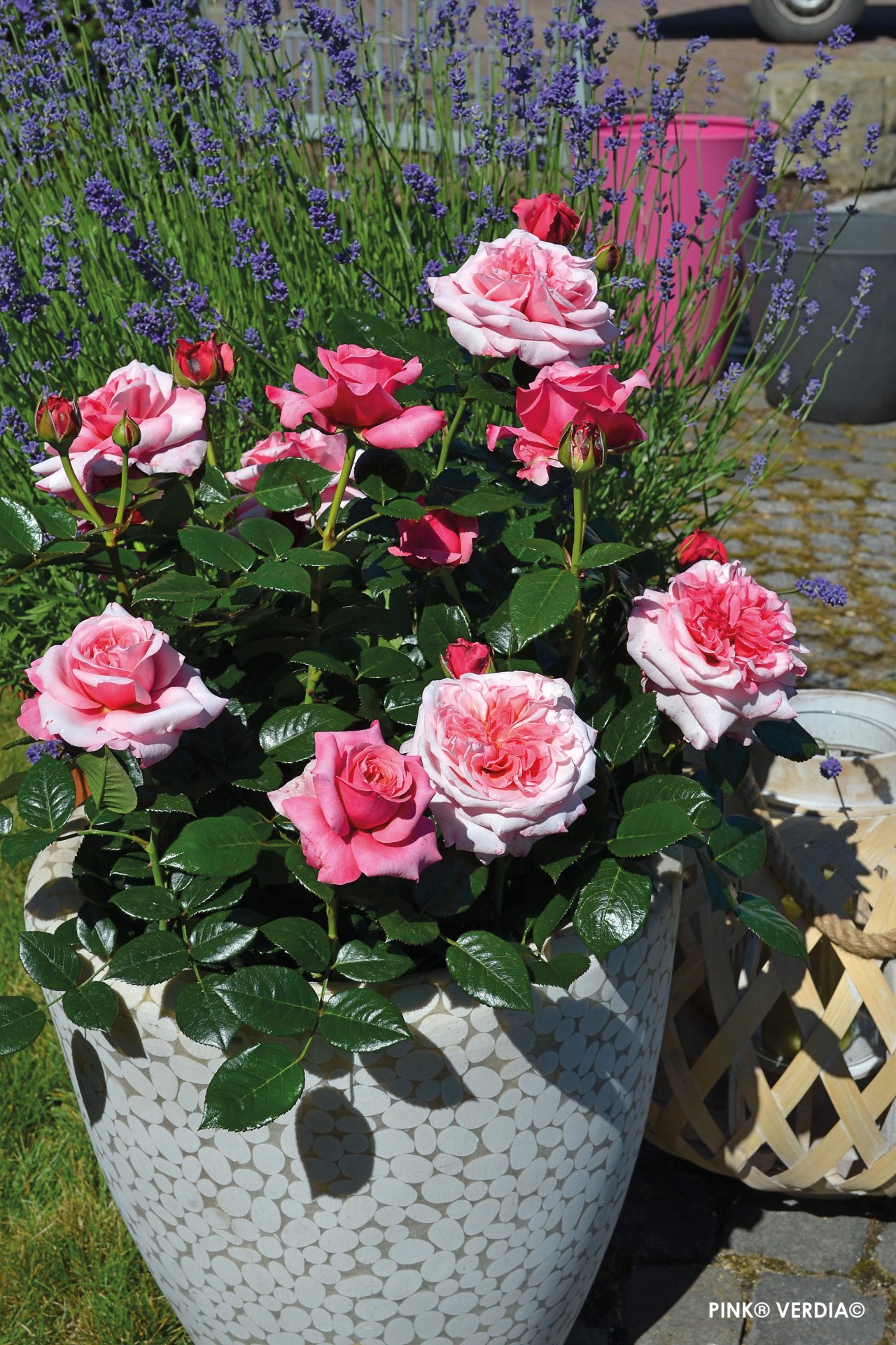 ROSIER buisson 'Pink voluptia'  - Photo 2