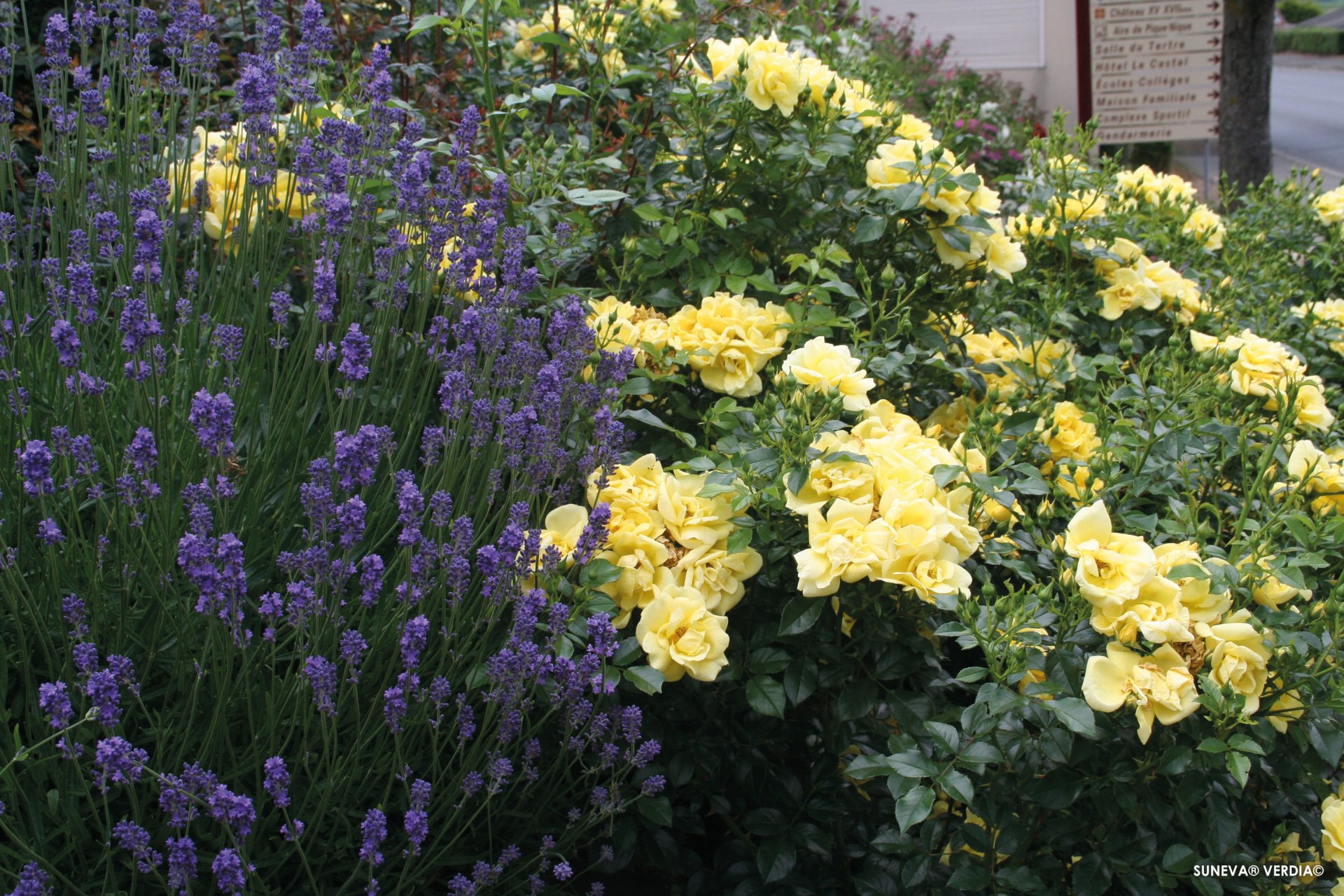 ROSIER décorosier 'Célina' (jaune) - Photo 4