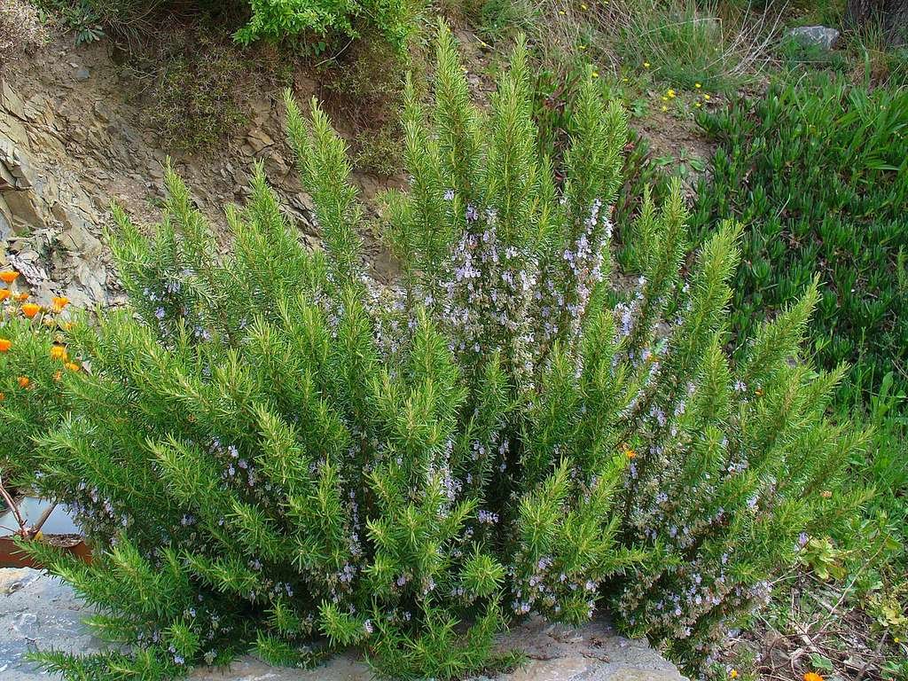 ROSMARINUS officinalis / Romarin officinal - Photo 3