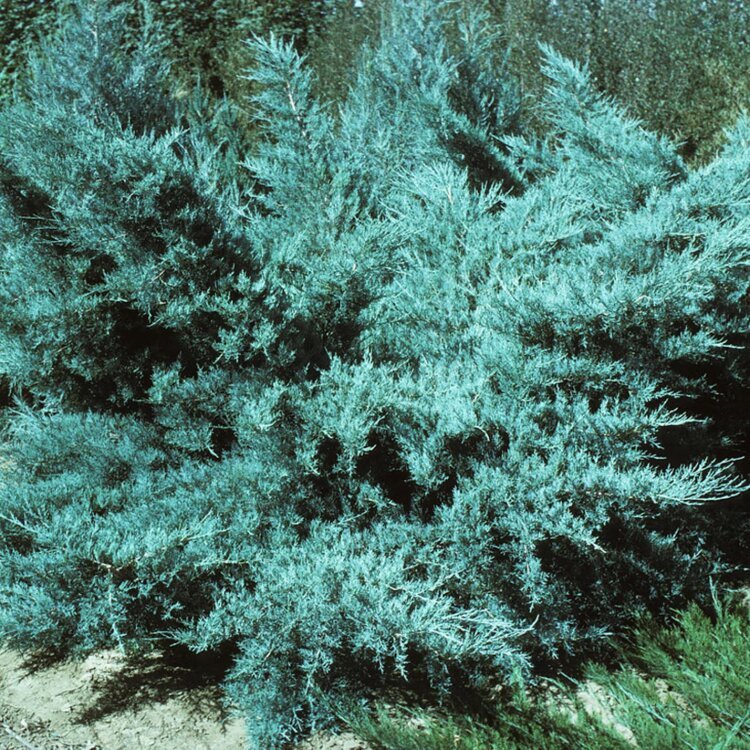 JUNIPERUS pfitzeriana 'Glauca' - Photo 1