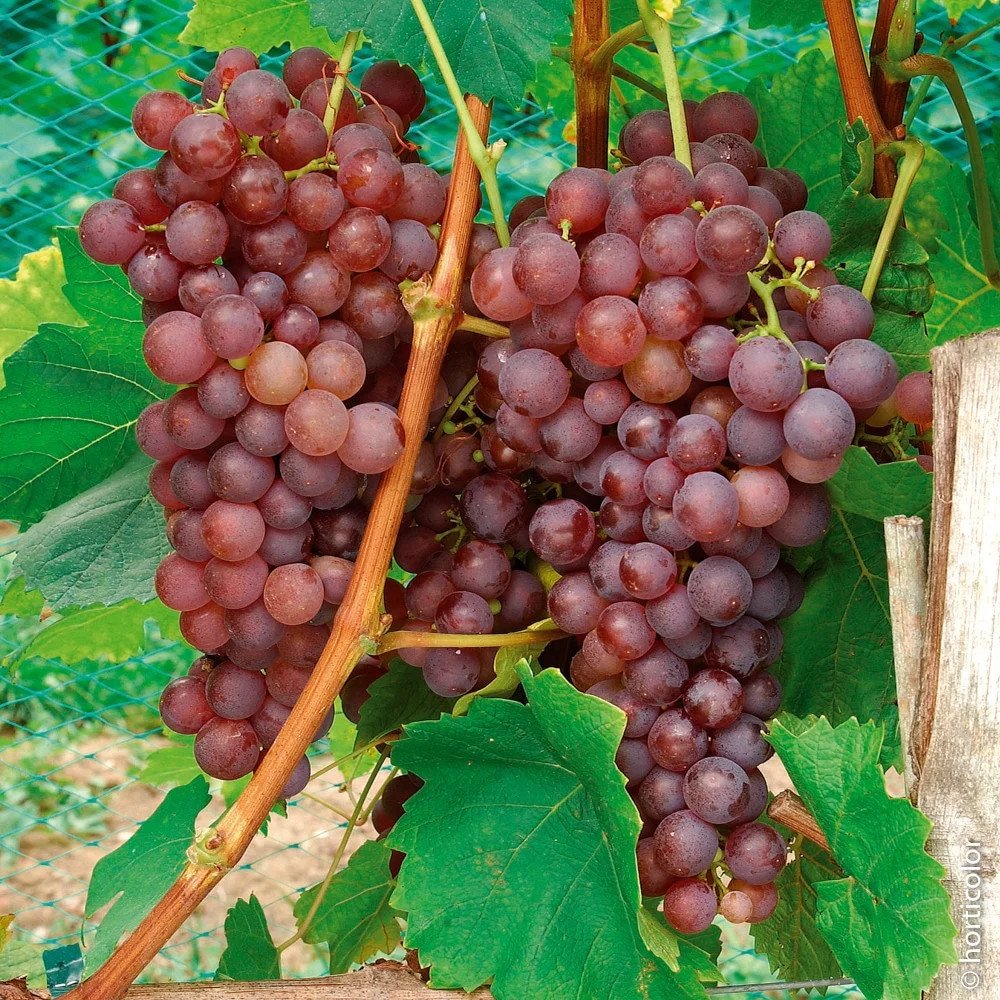 Vigne 'Chasselas Rose' - vitis vinifera - Photo 3