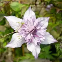 Clématite "Lady Kyoko" - Clematis florida - Photo 3