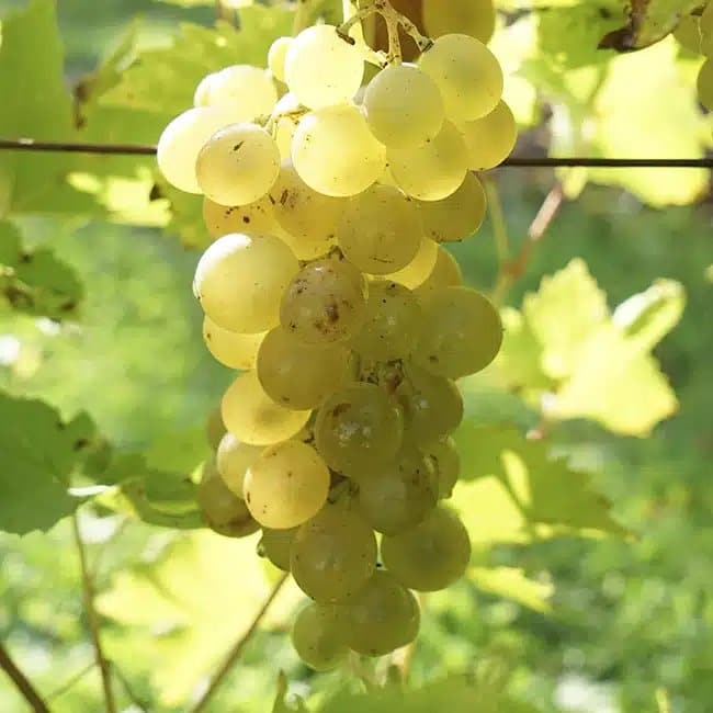 Vigne 'Ampelia® Candin' - vitis vinifera - Photo 1