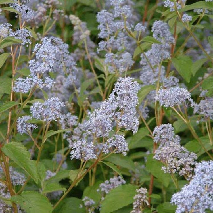 CEANOTHUS x delilianus ‘Gloire de Versailles’ / Céanothe 'Gloire de Versailles - Photo 2