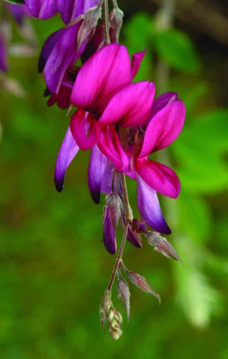 LESPEDEZA thunbergii / Lespedeza thunbergii - Photo 1